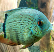 Load image into Gallery viewer, Blue Turquoise Severum (Heros severus)
