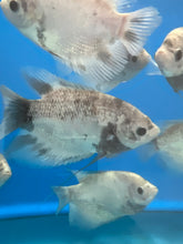 Load image into Gallery viewer, Panda Pearlscale Giant Gourami (Osphronemus goramy)
