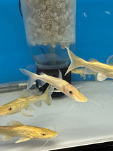 Load image into Gallery viewer, Leucistic Panda Tiger Shovelnose Catfish (Pseudoplatystoma tigrinum)
