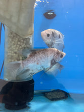 Load image into Gallery viewer, Panda Pearlscale Giant Gourami (Osphronemus goramy)
