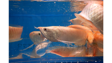 Load image into Gallery viewer, Albino Silver Arowana (Osteoglossum bicirrhosum)
