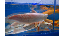 Load image into Gallery viewer, Albino Silver Arowana (Osteoglossum bicirrhosum)
