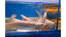 Load image into Gallery viewer, Albino Silver Arowana (Osteoglossum bicirrhosum)
