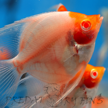 Load image into Gallery viewer, Albino Red Cap Angelfish (Pterophyllum scalare)
