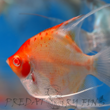 Load image into Gallery viewer, Albino Red Cap Angelfish (Pterophyllum scalare)
