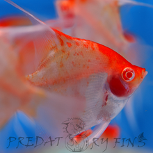 Load image into Gallery viewer, Albino Red Cap Angelfish (Pterophyllum scalare)
