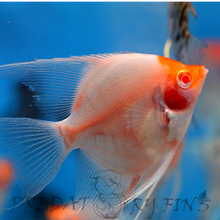 Load image into Gallery viewer, Albino Red Cap Angelfish (Pterophyllum scalare)
