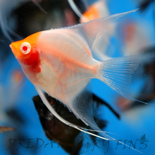 Load image into Gallery viewer, Albino Red Cap Angelfish (Pterophyllum scalare)
