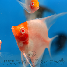 Load image into Gallery viewer, Albino Red Cap Angelfish (Pterophyllum scalare)
