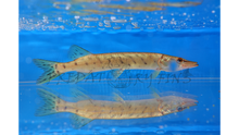 Load image into Gallery viewer, Amur Pike (Esox reichertii)
