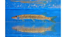 Load image into Gallery viewer, Amur Pike (Esox reichertii)
