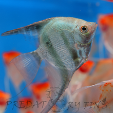 Load image into Gallery viewer, Blue Diamond Angelfish (Pterophyllum scalare sp)
