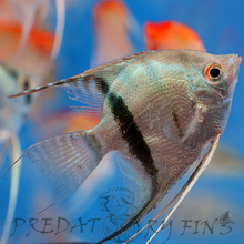 Load image into Gallery viewer, Blue Diamond Angelfish (Pterophyllum scalare sp)
