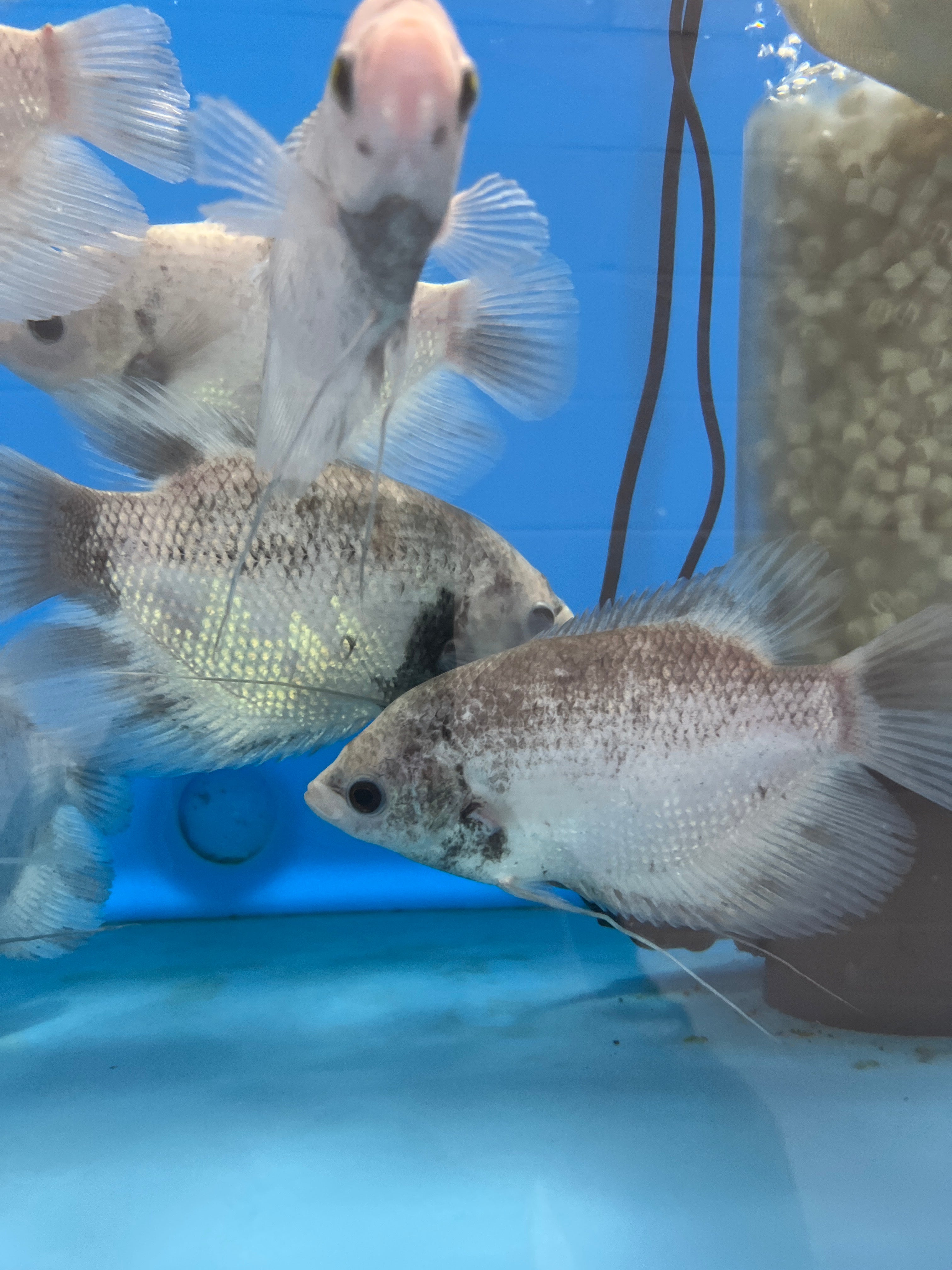 Panda Pearlscale Giant Gourami (Osphronemus goramy)