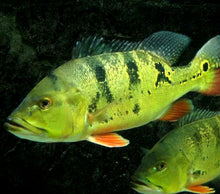 Load image into Gallery viewer, Butterfly Peacock Bass (Cichla ocellaris)
