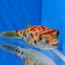 Load image into Gallery viewer, Cross River Puffer Fish (Tetraodon pustulatus)
