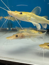 Load image into Gallery viewer, Leucistic Panda Tiger Shovelnose Catfish (Pseudoplatystoma tigrinum)
