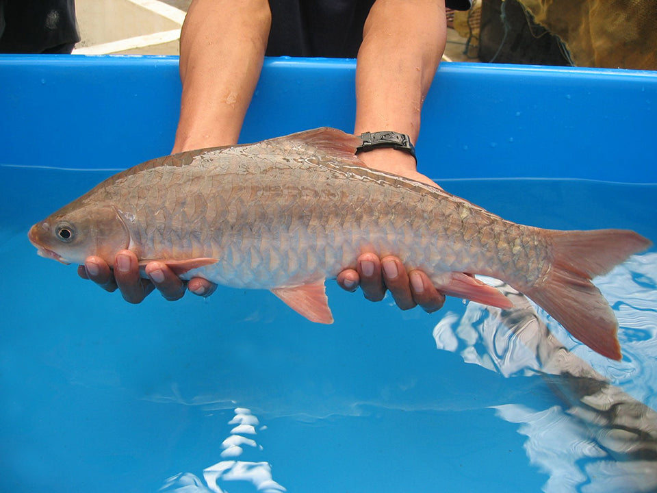 Red Mahseer (Tor sinensis)