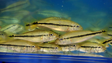 Load image into Gallery viewer, Fogo Peacock Bass (Cichla marinae)
