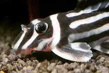 Load image into Gallery viewer, L046 Zebra Pleco (Hypancistrus zebra)
