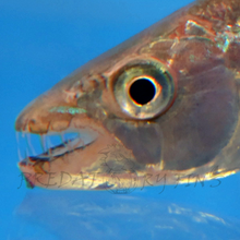 Load image into Gallery viewer, Goliath African Tiger Fish (Hydrocynus goliath)
