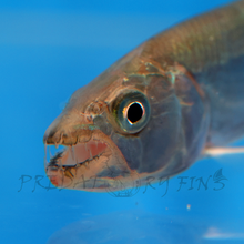 Load image into Gallery viewer, Goliath African Tiger Fish (Hydrocynus goliath)
