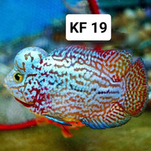 Load image into Gallery viewer, Kamfa Flowerhorn Cichlid (Cichlasoma sp)
