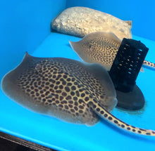 Load image into Gallery viewer, Marble Whiptail Stingray (Fluvitrygon oxyrhynchus)
