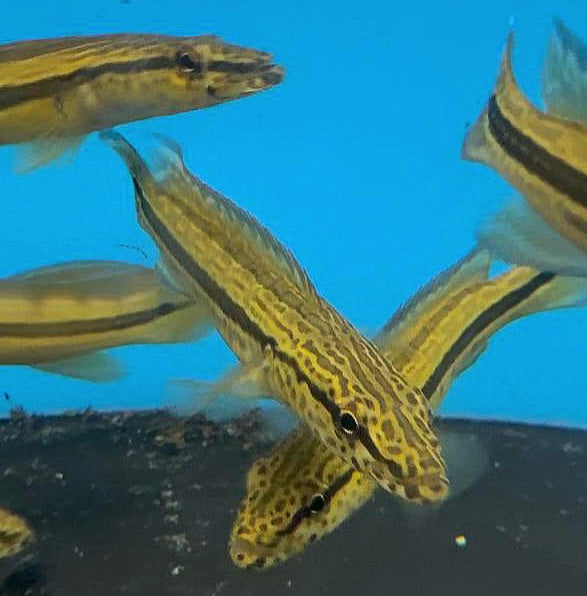 Cobra Pike Cichlid (Crenicichla sp)