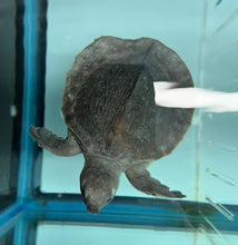 Load image into Gallery viewer, Fly River Turtle (Carettochelys insculpta)
