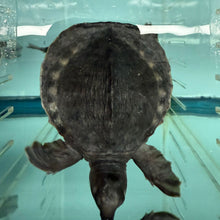 Load image into Gallery viewer, Fly River Turtle (Carettochelys insculpta)
