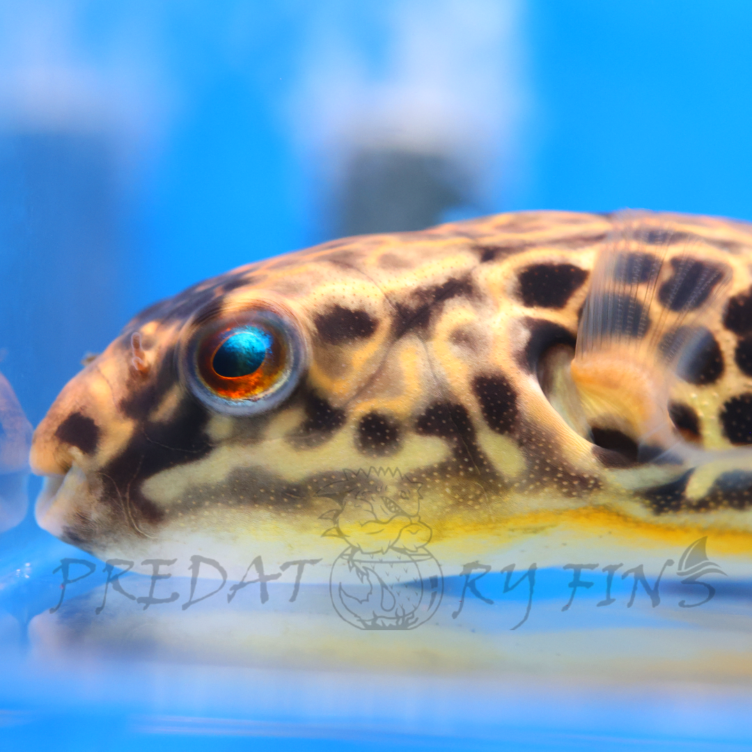 Giant Mbu Puffer Fish (Tetraodon mbu)