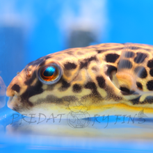 Load image into Gallery viewer, Giant Mbu Puffer Fish (Tetraodon mbu)
