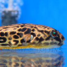 Load image into Gallery viewer, Giant Mbu Puffer Fish (Tetraodon mbu)
