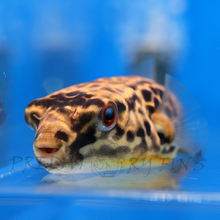 Load image into Gallery viewer, Giant Mbu Puffer Fish (Tetraodon mbu)
