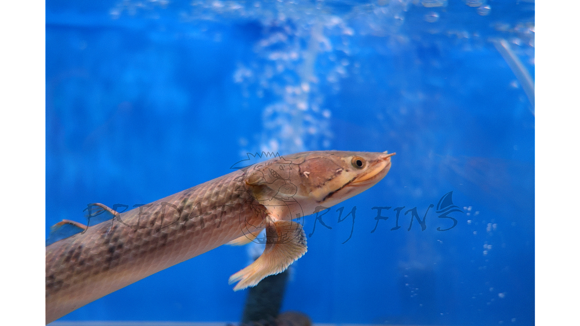 Mokelembembe Bichir (Polypterus mokelembembe)