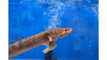 Load image into Gallery viewer, Mokelembembe Bichir (Polypterus mokelembembe)
