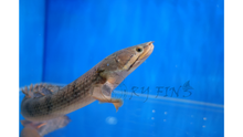 Load image into Gallery viewer, Mokelembembe Bichir (Polypterus mokelembembe)
