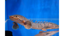 Load image into Gallery viewer, Mokelembembe Bichir (Polypterus mokelembembe)
