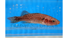 Load image into Gallery viewer, Murray Cod (Maccullochella peelii)
