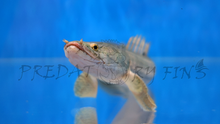 Load image into Gallery viewer, Nile Bichir (Polypterus bichir bichir)
