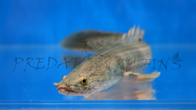 Load image into Gallery viewer, Nile Bichir (Polypterus bichir bichir)
