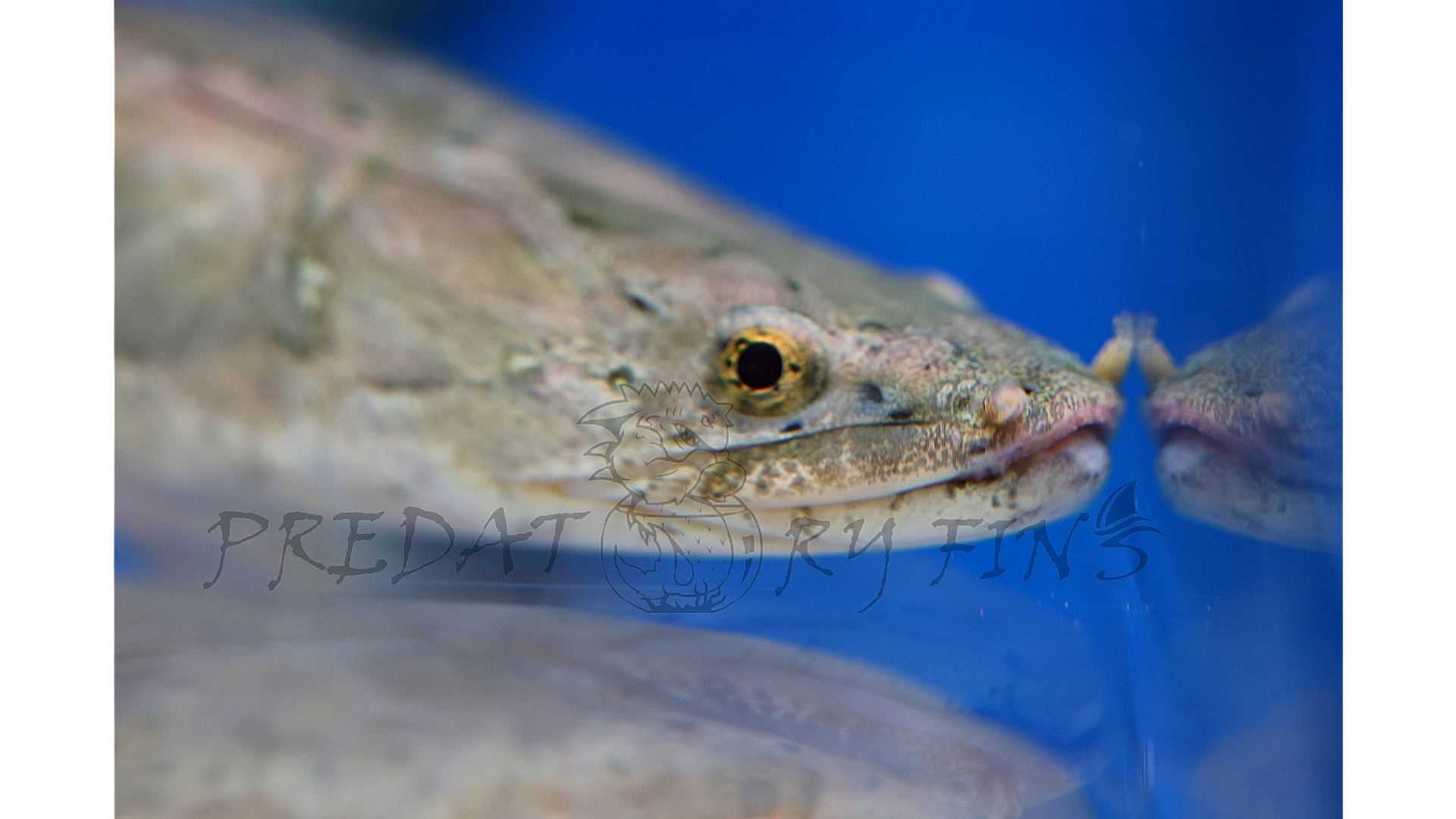 Nile Bichir (Polypterus bichir bichir)