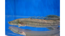 Load image into Gallery viewer, Nile Bichir (Polypterus bichir bichir)
