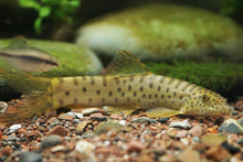 Load image into Gallery viewer, Point Face Golden Loach (Parabotia kiangsiensis)
