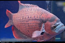 Load image into Gallery viewer, Giant Ruby Red Gourami (Osphronemus septemfasciatus sp)
