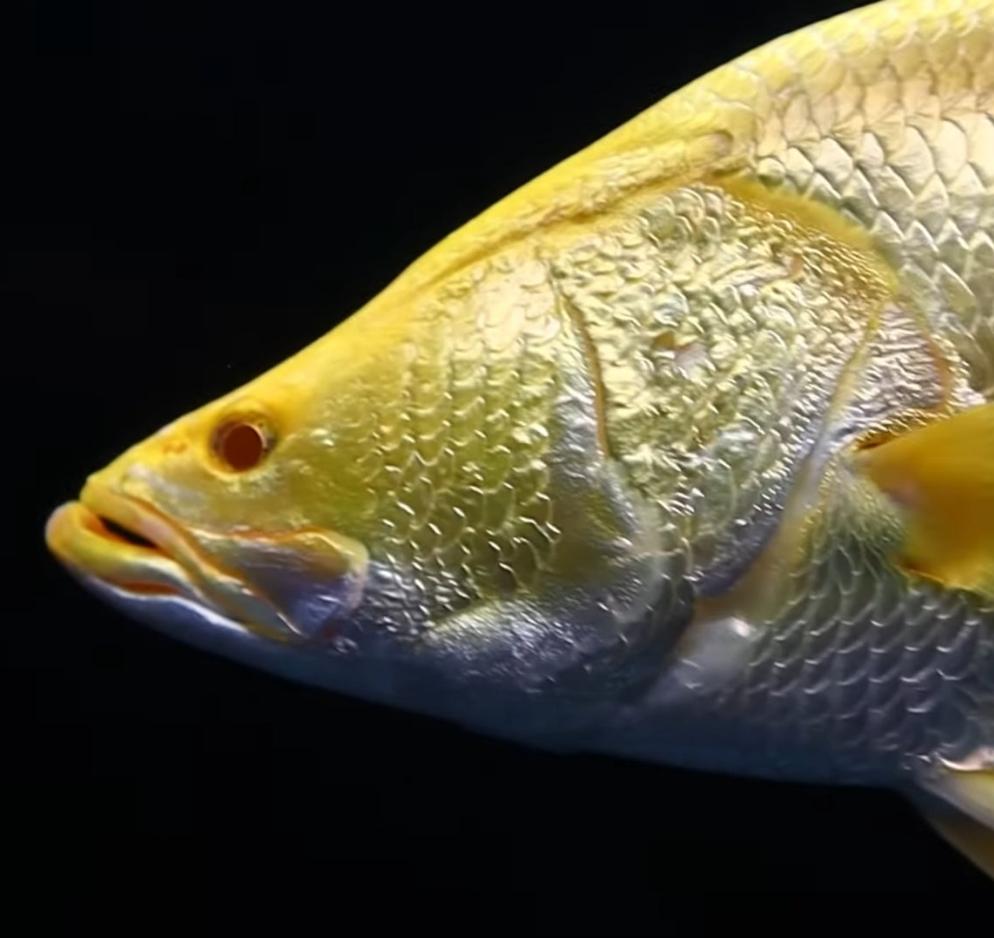 Albino Yellow Barramundi (Lates calcarifer) – Predatory Fins