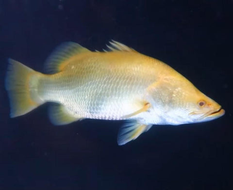 Albino Yellow Barramundi (Lates calcarifer) – Predatory Fins