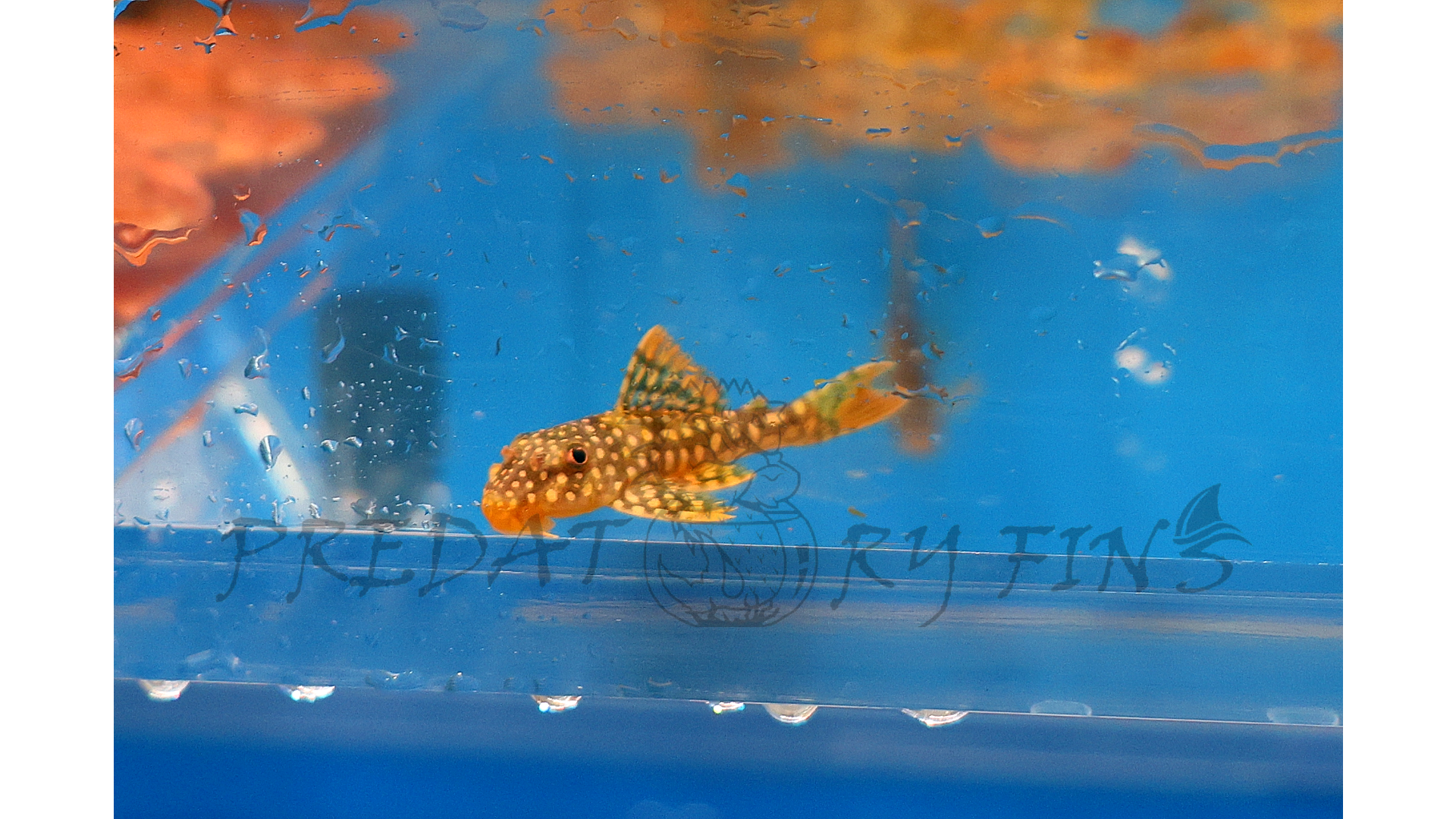 L014 Sunshine Pleco (Scobiancistrus aureautus)