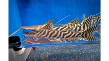 Load image into Gallery viewer, Tigrinus Catfish (Brachyplatystoma tigrinum)
